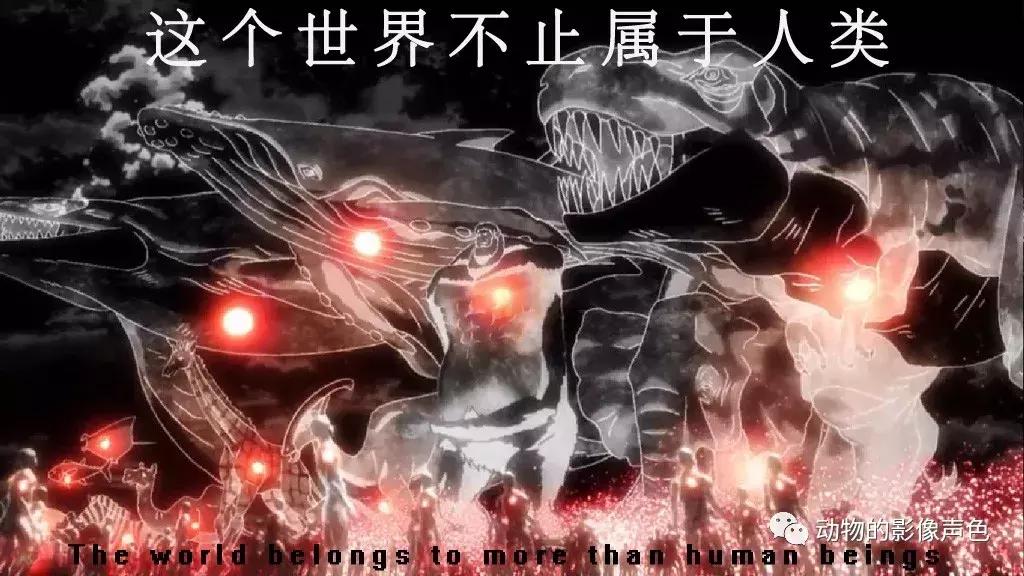 辐射陆龟的图片,辐射陆龟品相