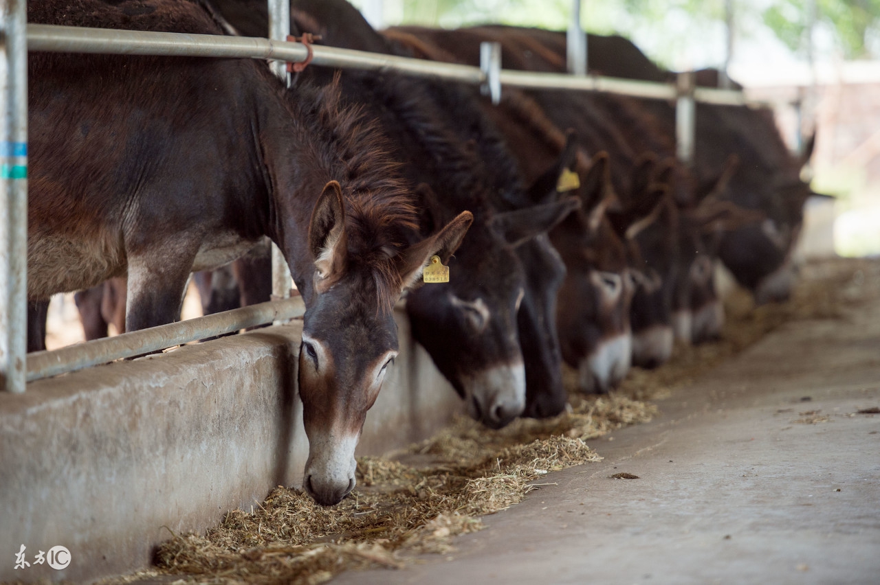 驴有话说系列之七,驴是咋死的?不小心被“环保”,没人养我们了