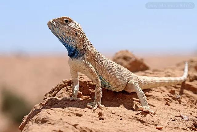 蓝色鬃狮蜥蜴稀有吗,鬃狮蜥黄系对比