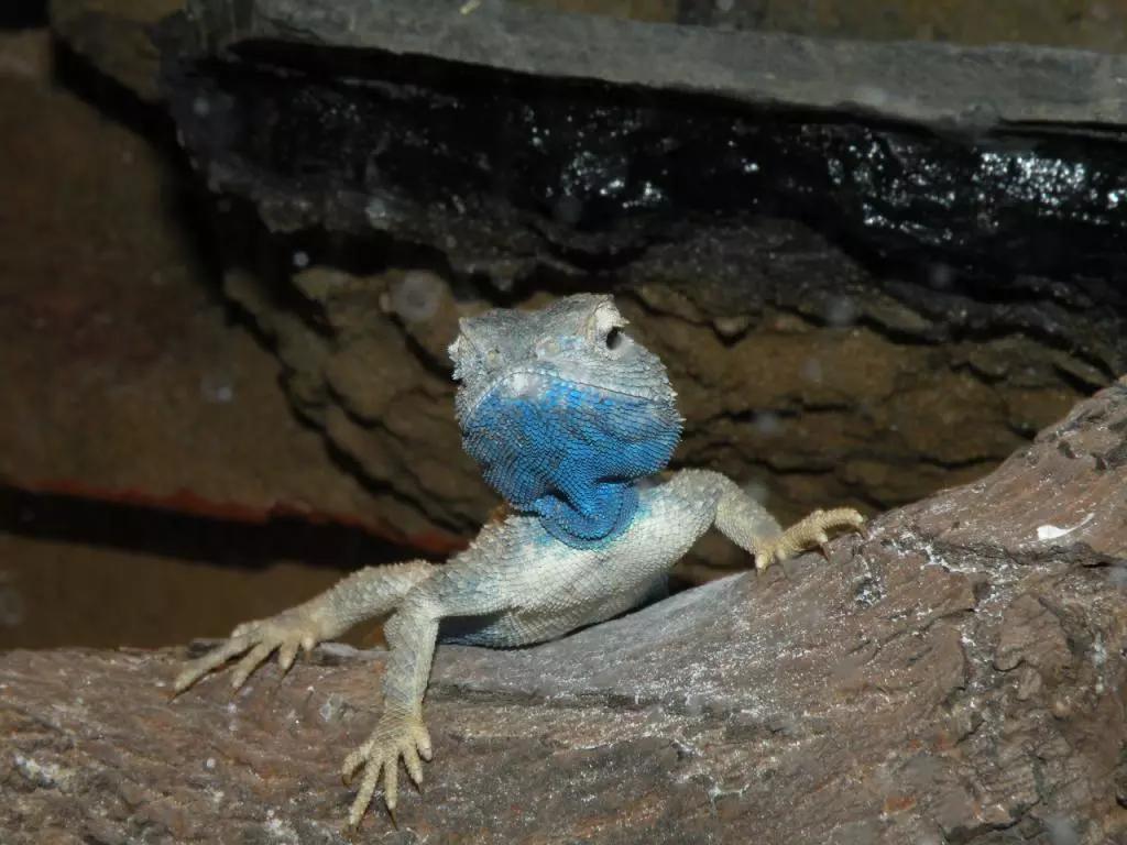 蓝色鬃狮蜥蜴稀有吗,鬃狮蜥黄系对比