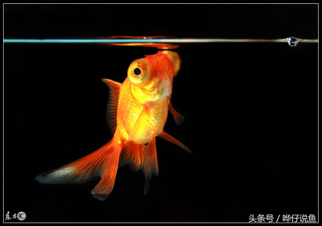 一个水族馆卖鱼缸一年能卖多少钱,开一家水族店的感受