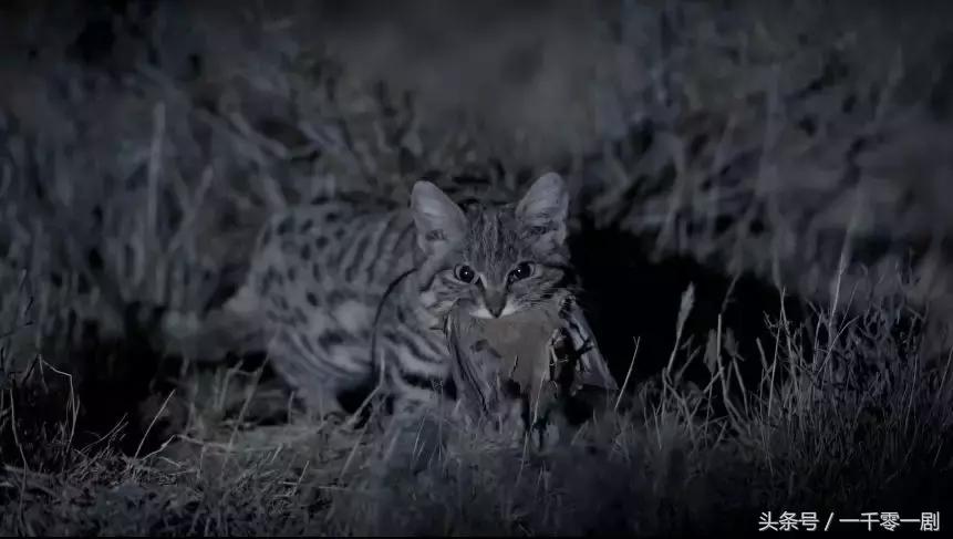 我打赌，这部「三级片」让你从此走上喵生巅峰！