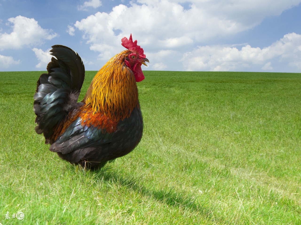 孕妇梦到下大雨了预示什么胎梦,梦到什么属于胎梦的征兆