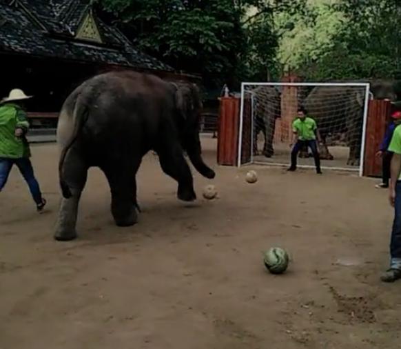 大象跟主人,大象踢足球小象