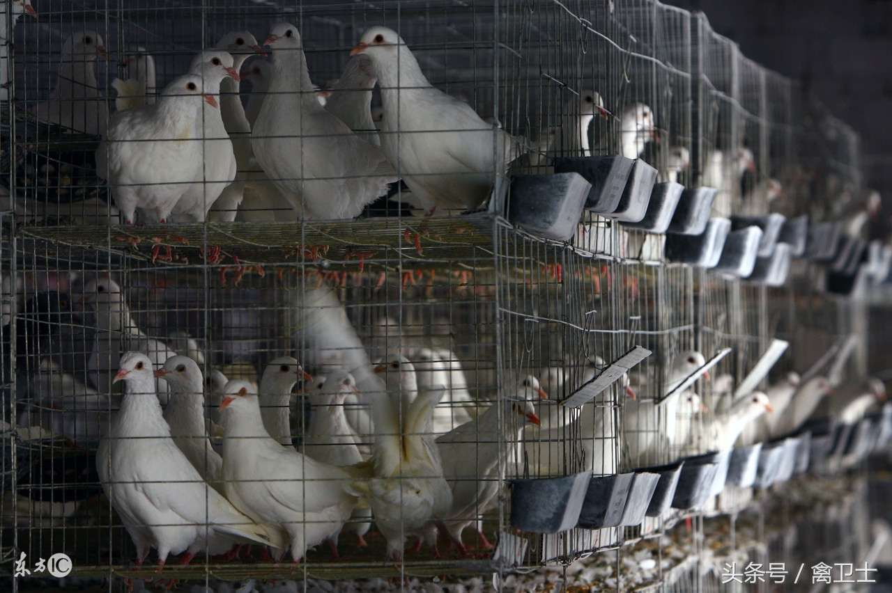 鸽子部位精准剖析