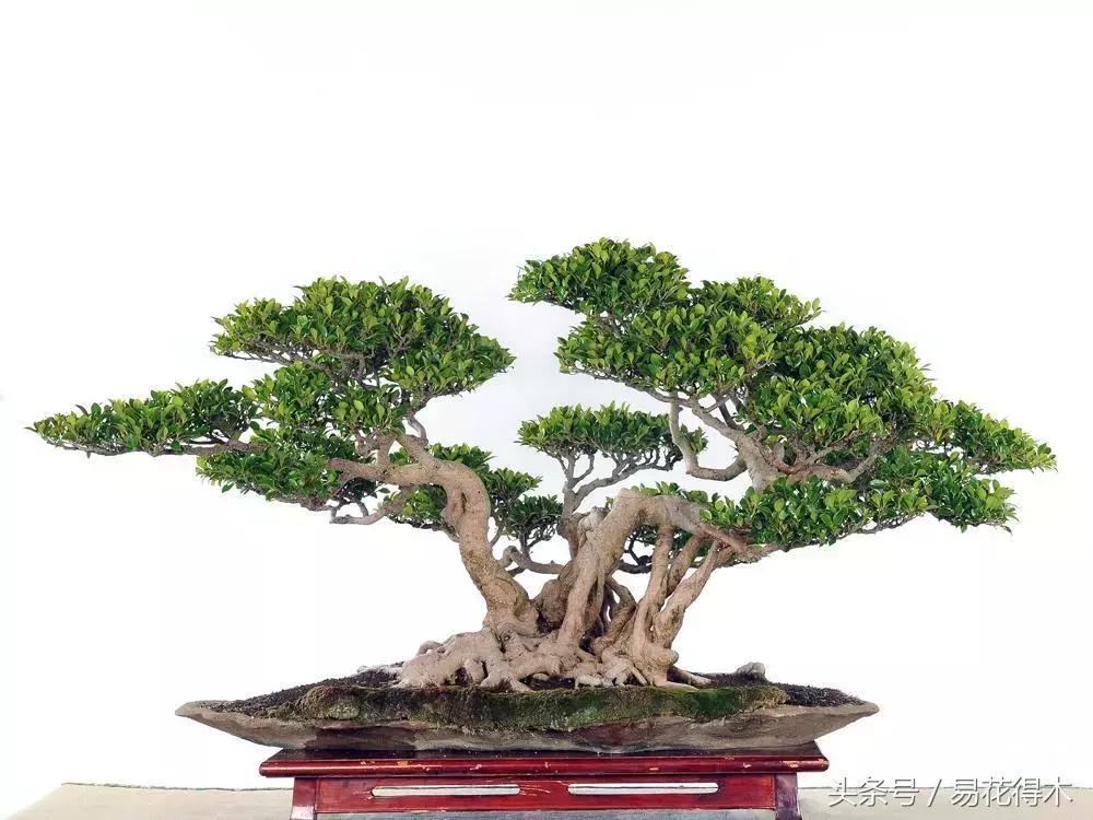 榕树掉叶是什么原因引起的,人参榕树掉叶怎么回事