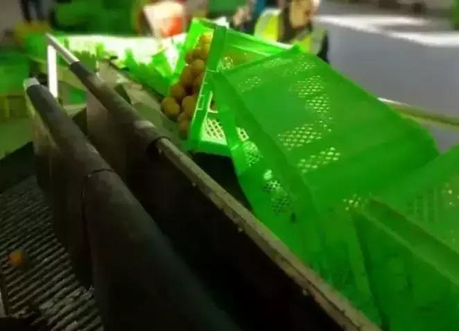 褚橙成功秘诀,褚橙一亩产多少