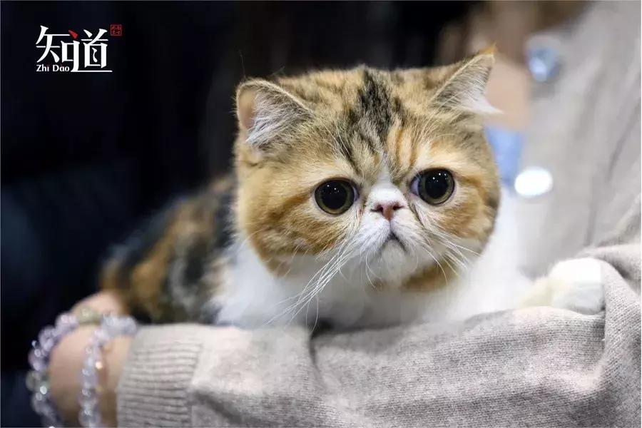 吸猫真的能上瘾,吸猫体质真的可怕吗