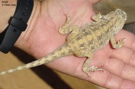 蓝色鬃狮蜥蜴稀有吗,鬃狮蜥黄系对比