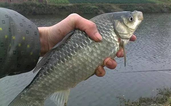 推荐一款好用的鲫鱼窝料配方,三分钟发窝鲫鱼窝料配方