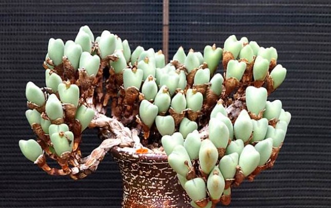 有钱买不到!这才是真正的多肉老桩