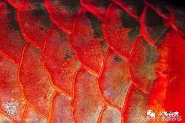 龙鱼入门百科图片,新手养龙鱼入门红龙