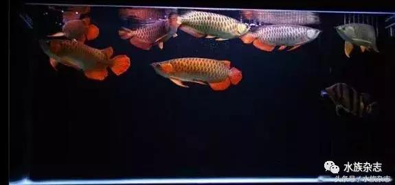 龙鱼入门百科图片,新手养龙鱼入门红龙