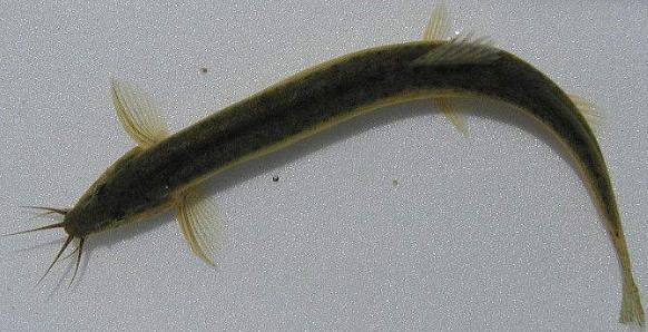 农村乡下水里的这些野货，你小时候有没有捉过？觉得好吃吗？