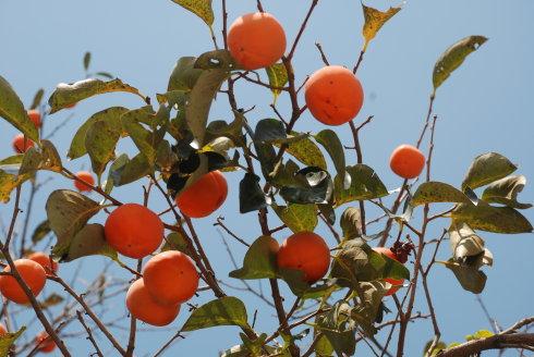 孕期一定要吃的8种水果,孕期缓解便秘水果