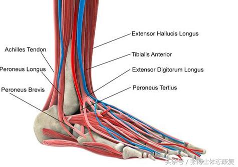 运动脚崴伤怎么快点恢复,运动损伤康复脚踝扭伤处理