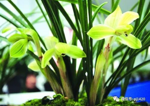 最名贵的兰花多少钱一棵,名贵的兰花多少钱一株