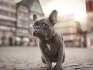 可爱的斗牛犬视频,法国斗牛犬训练大小便