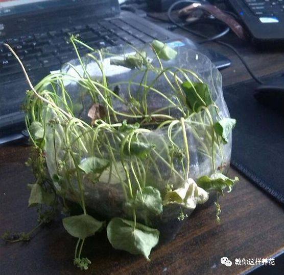 花草树木叶子发黄是什么原因,冬天为什么花卉叶子会发黄