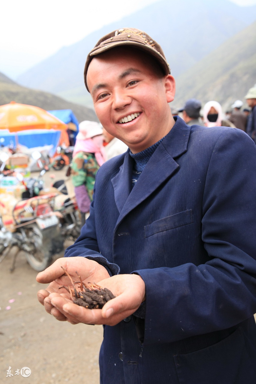 冬虫夏草哪一款最畅销 (真正的冬虫夏草大概多少钱)