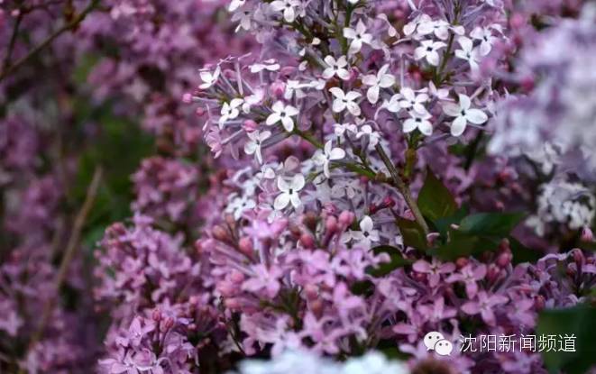 五一沈阳亲子游推荐 (2022年沈阳五一户外好玩的地方)