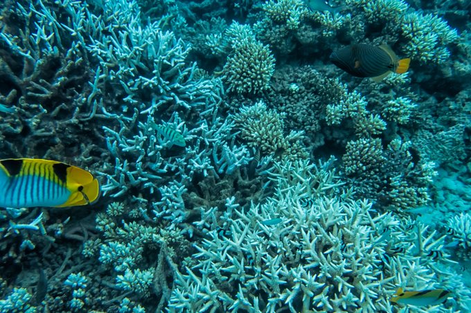 马尔代夫蓝色美人蕉旅游攻略,马尔代夫蓝色美人蕉岛攻略