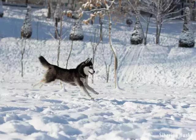 西伯利亚雪橇犬哈士奇白牙,西伯利亚雪橇犬哈士奇解说视频