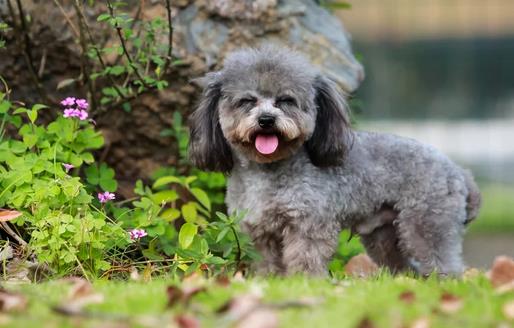 怎么训练贵宾犬不咬人,贵宾犬训练站立走路吗