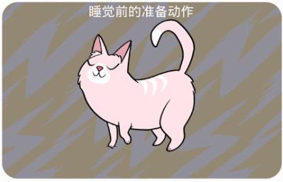 新手养猫指南铲屎官必看,铲屎官最容易忽略的五点养猫常识