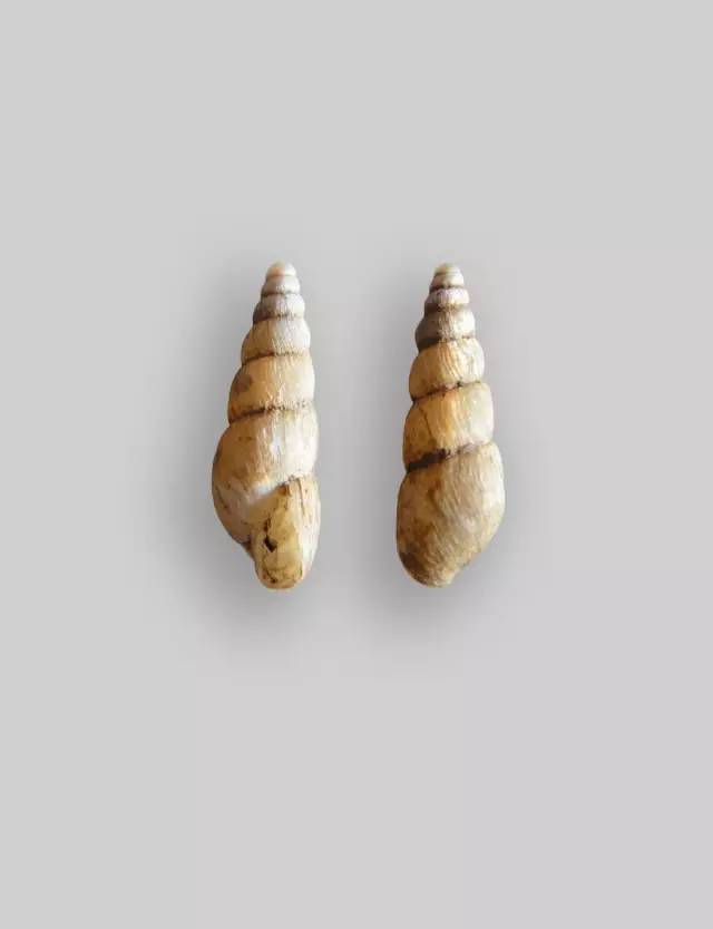 随手捉一只小蜗牛,你认识吗?在小区给孩子上一节博物课吧!