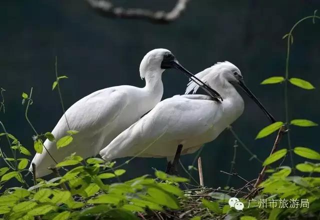 广州洗肺又小众的山水秘境,广州清幽景点
