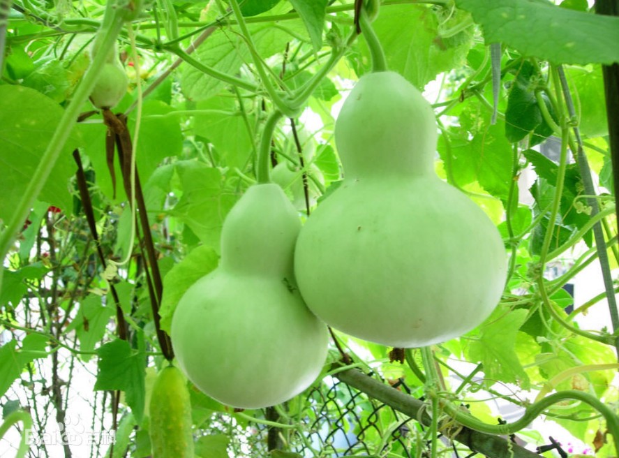 孕期哺乳期水肿脚肿偏方两种食材一招搞定