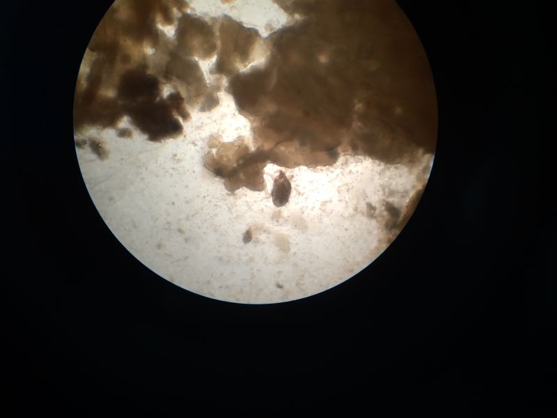 宠物医生如何预防狂犬病,宠物猫狗在什么环境下会得皮肤病