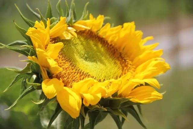 悦榕庄banyantree酒店,新加坡民丹岛酒店攻略