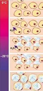 冰火两重天治疗,冰火两重天中医