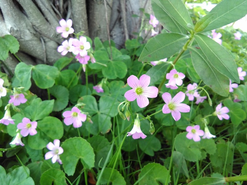 圆润*轻薄爱不释手---体验最美老人机21克M3手机