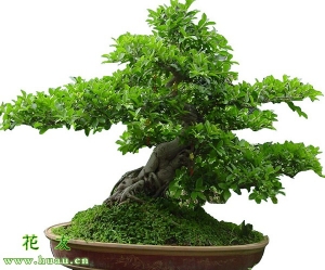 绿色植物的作用和功效,绿色植物的几大生理作用