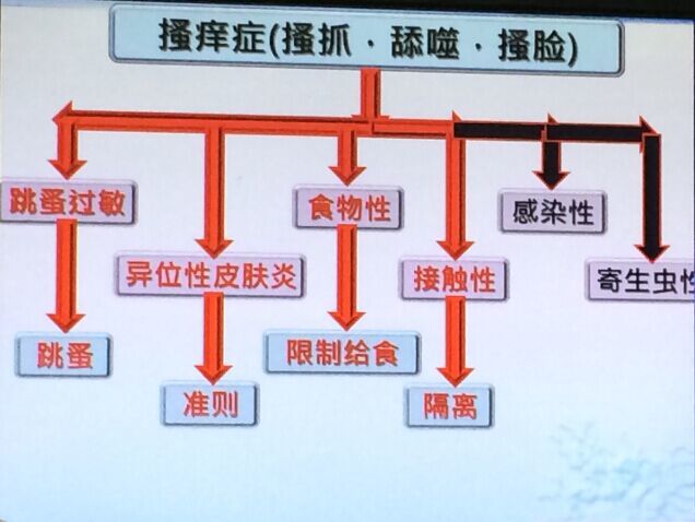 宠物医生如何预防狂犬病,宠物猫狗在什么环境下会得皮肤病