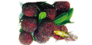 樱桃掰开里面有虫子,吃到樱桃里的虫子会怎么样