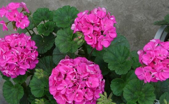 绿植花卉室内摆放实拍,绿植盆栽室内摆放