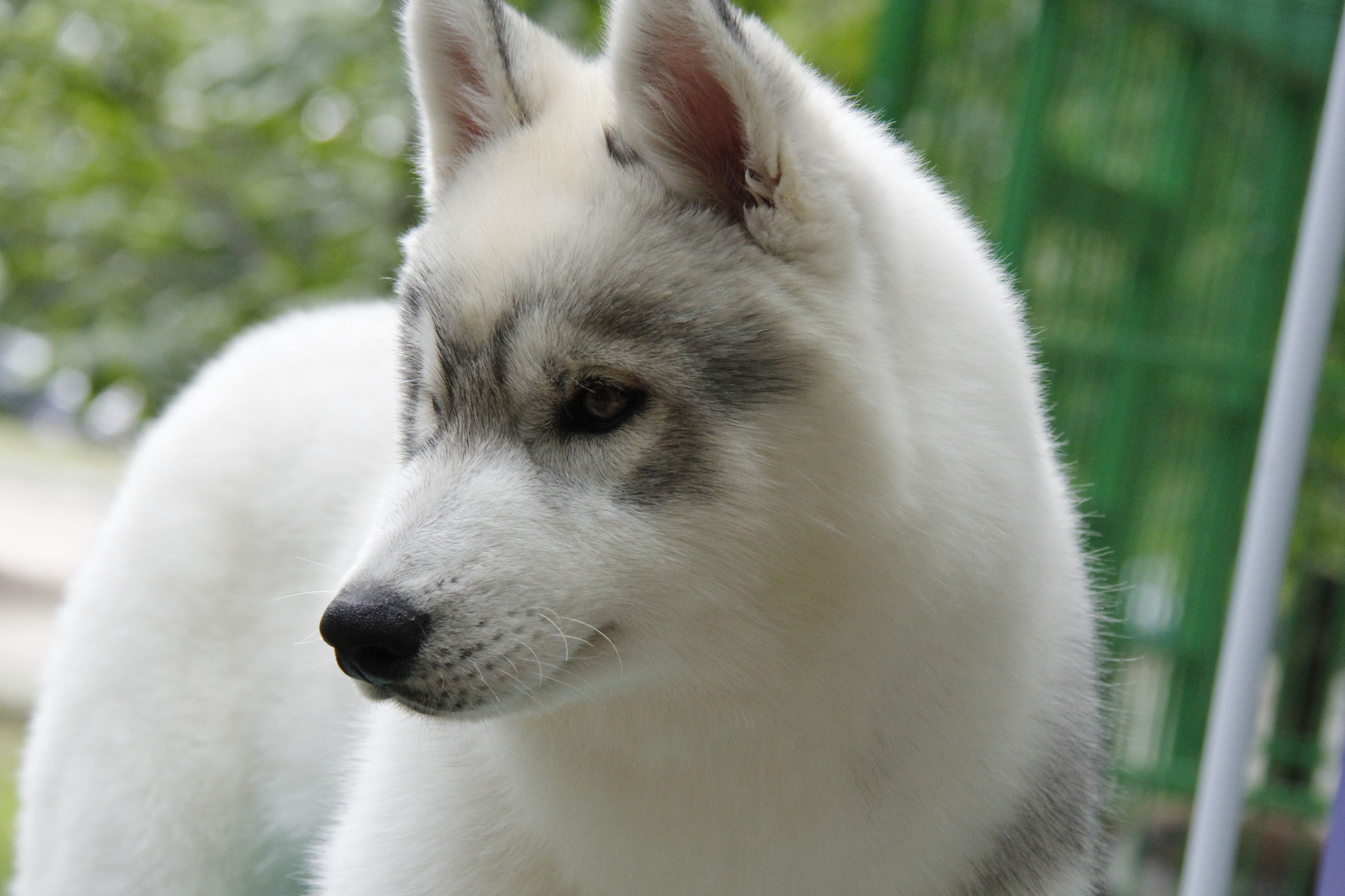 simon说狗：京北唯一纯种犬狗狗集市开业见闻