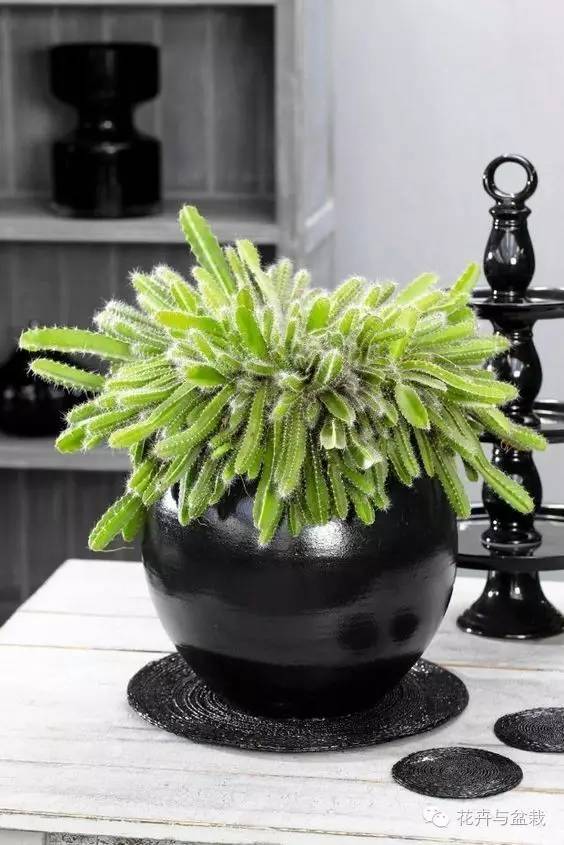 哪些植物吸收甲醛和防辐射,电脑旁边放什么植物防辐射最好