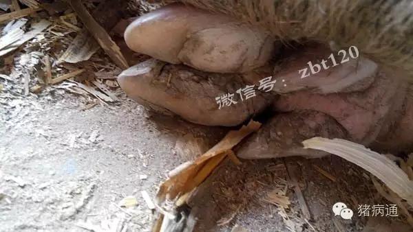 母猪蹄裂是什么原因引起的,母猪蹄裂用什么药