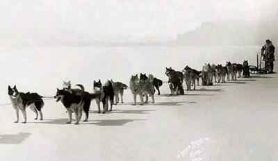 二货哈士奇是怎么来的？难道真是狼和狗OOXX...生的？！