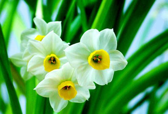 绿植花卉室内摆放实拍,绿植盆栽室内摆放