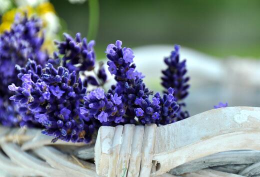 薰衣草什么时候开花什么时候败,山西交城庞泉沟薰衣草几月开花