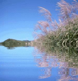 古诗词中的溪水|溪花与禅意相对亦忘言