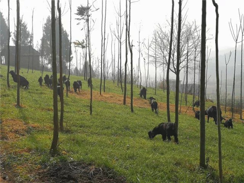 黑山羊致富领头羊,中江永丰黑山羊