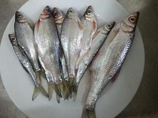 农村河里的这些小野味，你吃过吗？个个是绝品，超好吃！