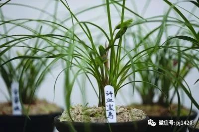 最名贵的兰花多少钱一棵,名贵的兰花多少钱一株